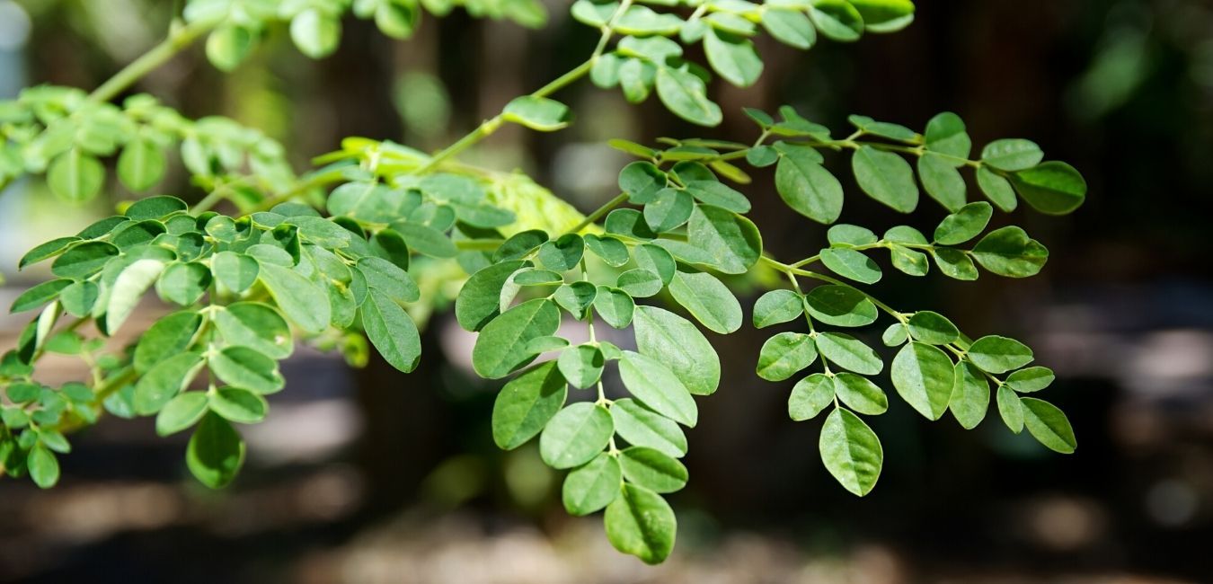 Moringa Oleifera: Nutritious & wholesome in every part